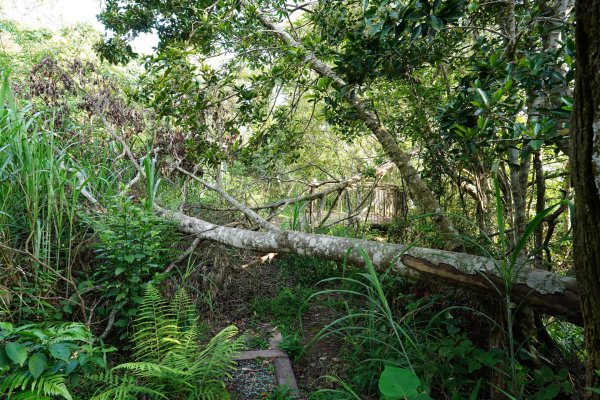 桃園 復興 枕頭山、阿姆坪山2794100
