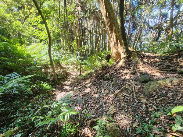 20250112貴妃山那結山外鳥嘴山蓮包山O型2727158