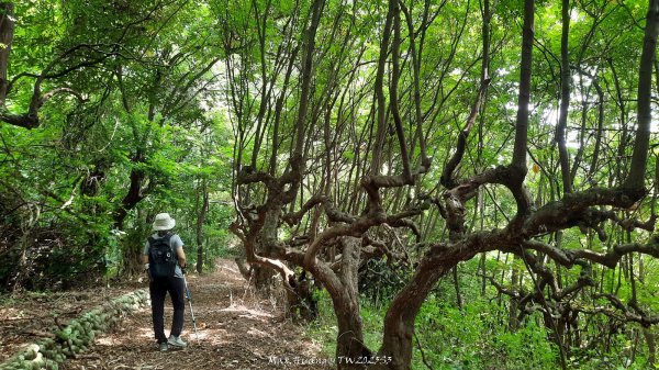 《彰化》果園古道｜廣天宮隴頂古道到鳳山寺O繞202509142884025