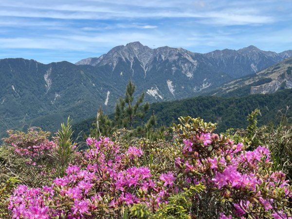 1150524合歡北峰杜鵑花3064396