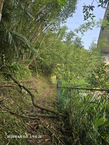 2026-04-11微笑山線：【二格山系】筆架連峰段3034543