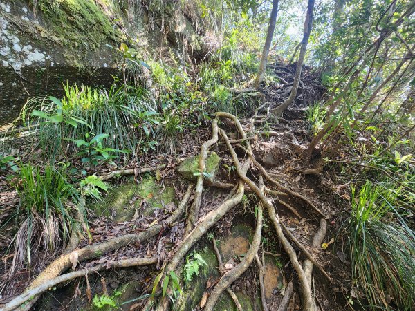 20250323慈湖草嶺山 ~ 五寮尖2781022