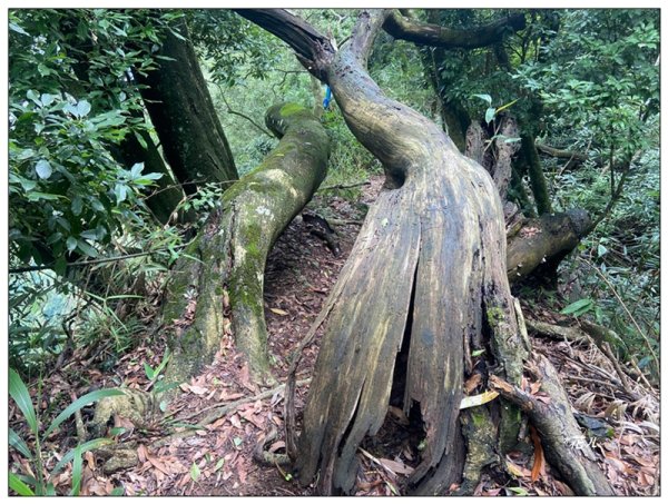 大克山 南稜線A上B下 (卓蘭最高峰)2825481