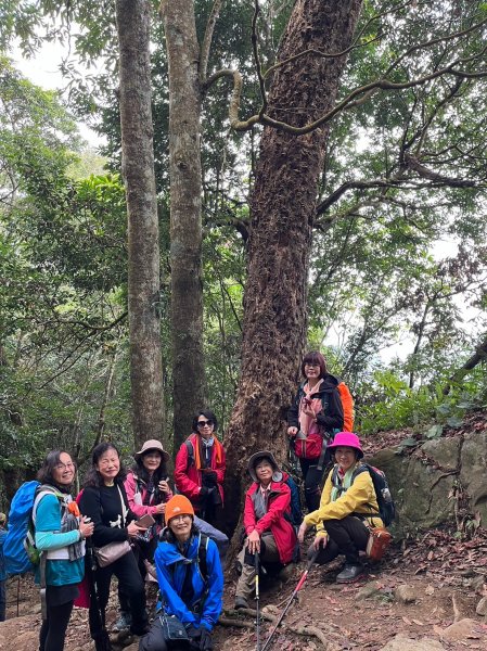 四訪苗栗的花果山-小百岳#037馬那邦山、雪霸國家公園管理處【小百岳集起來、苗栗-臺灣百大必訪步道】2394278