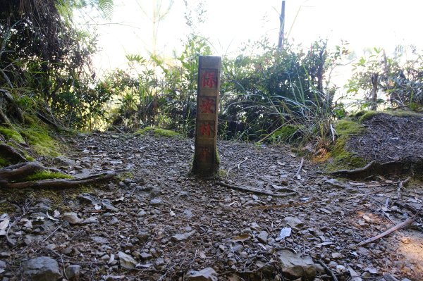 雪見大板根2924706