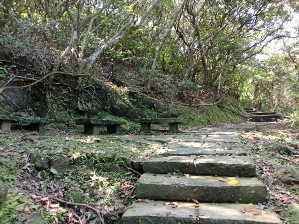 貢寮區龍洞灣岬步道+大禮堂海岸+釣客小徑+金沙灣碉堡野百合2765113