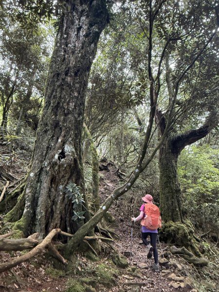 加里山O繞20250713(大坪登山口-杜鵑嶺-加里山-避難小屋-大坪登山口)2836902