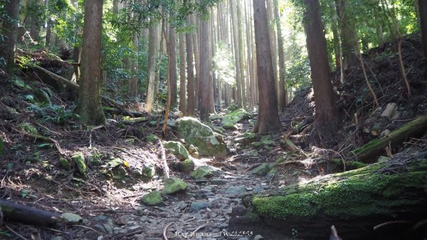 《苗栗》遺世鐵道｜悠遊加里山大坪支線至避難山屋202508222867480
