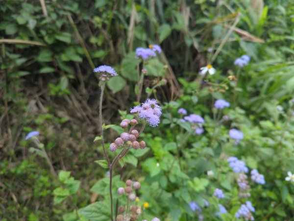 2025.02.27－月眉山2727891