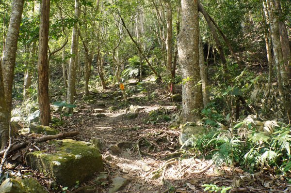 苗栗 泰安 上島山3023048