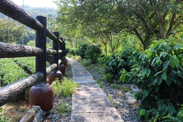 南投魚池~花茶香田園好風光~澀水田頂步道1026756
