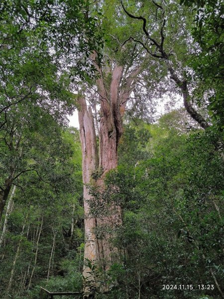 內鳥嘴山（山毛櫸、北得拉曼神木2648199