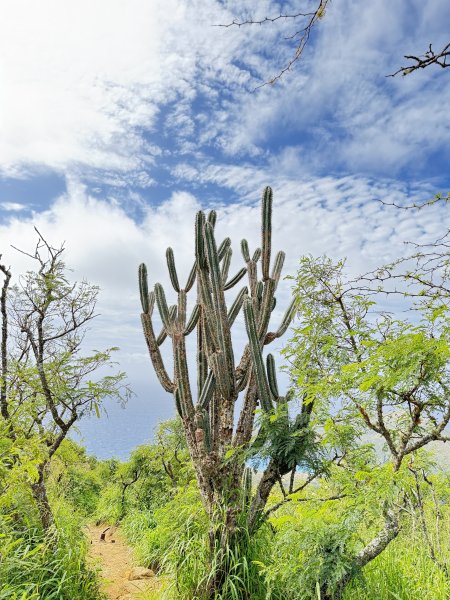 可可角火山口步道及玻里尼西亞文化中心悠遊 2026.2.203012652