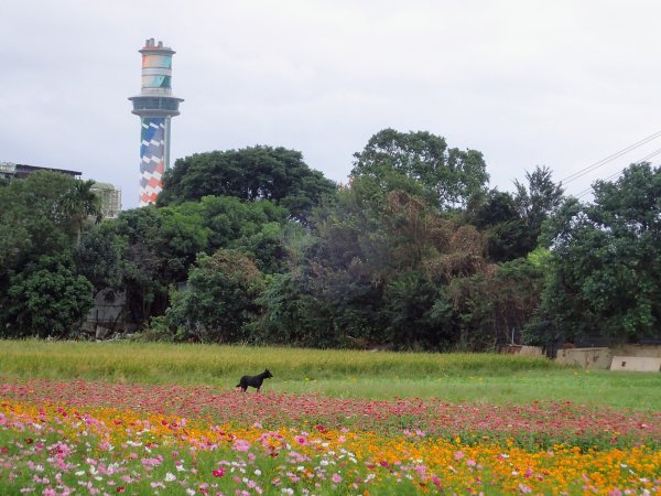 2020愛戀關渡, 花現幸福1189785