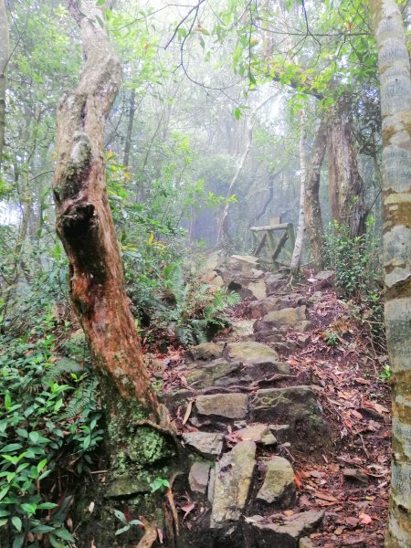 優美林相森林浴橫嶺山自然步道(木馬古道)739094