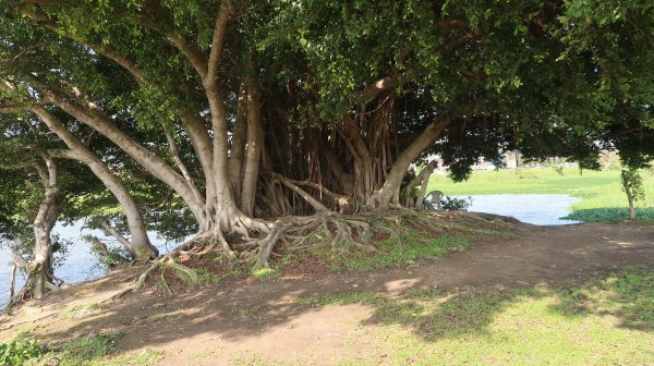 新北大都會公園  二重疏洪自行車道  五股二重段 