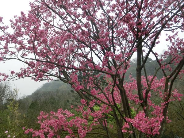 陽明公園．大屯瀑布．青春嶺273126