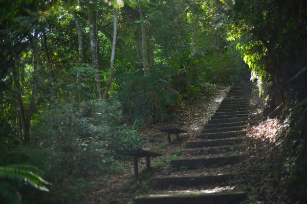 水社大山登山步道 (日月潭青年活動中心上)2194858