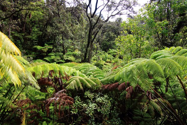 夏威夷火山國家公園613291