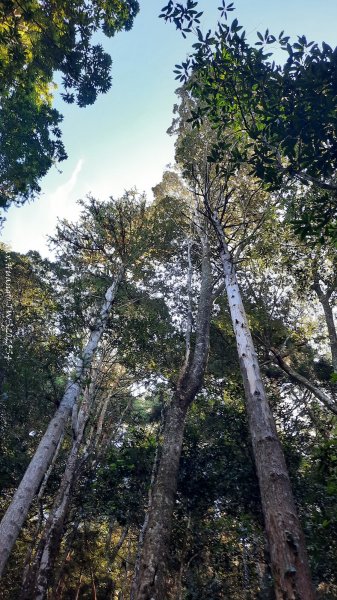 《新竹》斷崖神木｜北得拉曼步道小P繞202510172917465