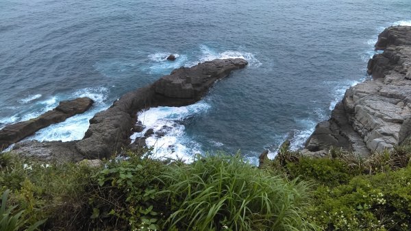 【東北角生態步道尋寶石】 龍洞灣岬步道965552