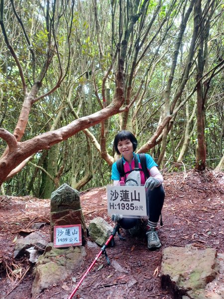 【台中和平】筆直的杉林.林相優美。 橫嶺山x沙連山P型2869046