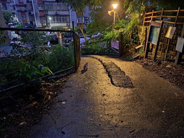 台北金面山親山步道3117291