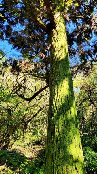 【中級山】台北版抹茶山竟然有免申請路線，小觀音山西峰單攻，順遊頂湖海芋步道，竹子湖黑森林2742407