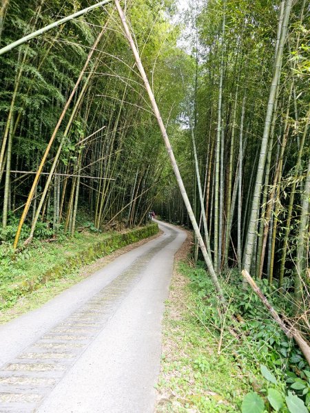 二延平步道&茶霧之道2636685