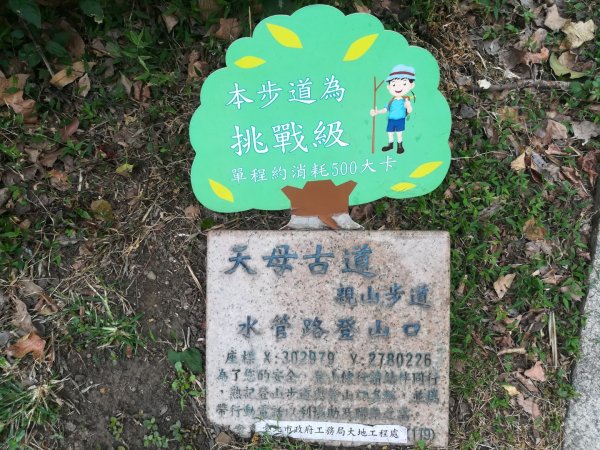 登天母古道上華崗賞櫻花868983