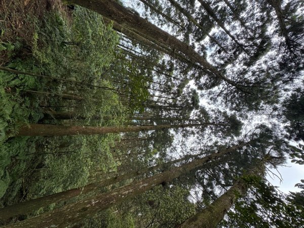 2025/04/04小百岳第022「東眼山」2753243
