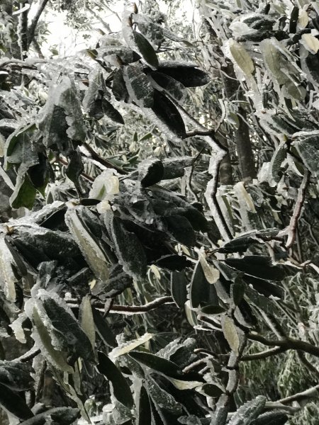 美呆了~雪白內鳥嘴山1253295