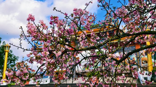 #綠繡眼 訪花 #吉野櫻 #天元宮 #楓樹湖 03162736721