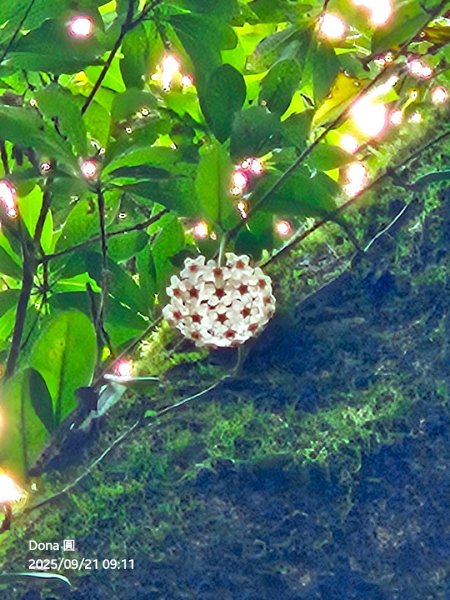 20250921平溪石筍尖連走赫山(三坑山)O型走2894479