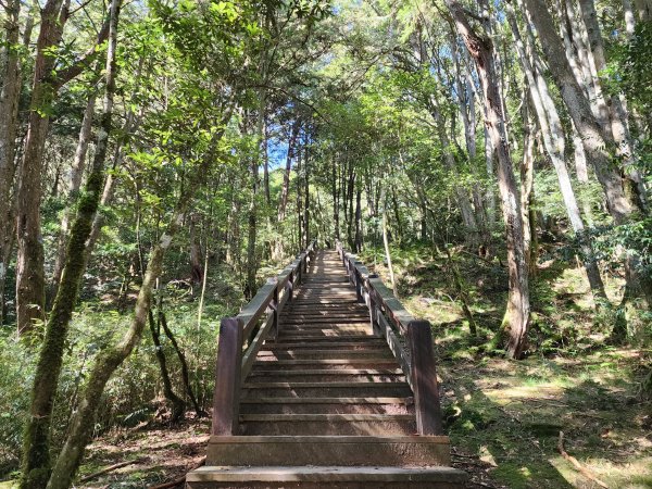 檜山巨木森林步道2395003