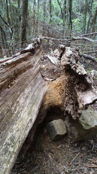 高台山+大中小島田102517
