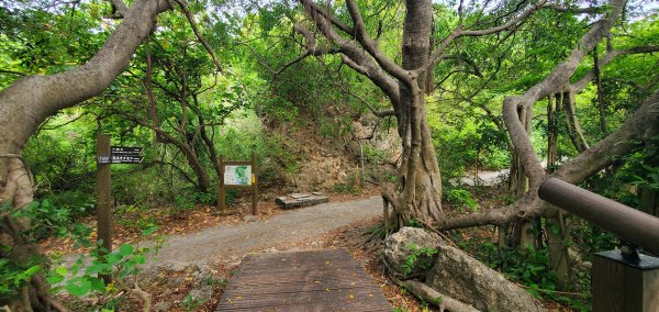 2024-05-18北柴山登山步道2507864