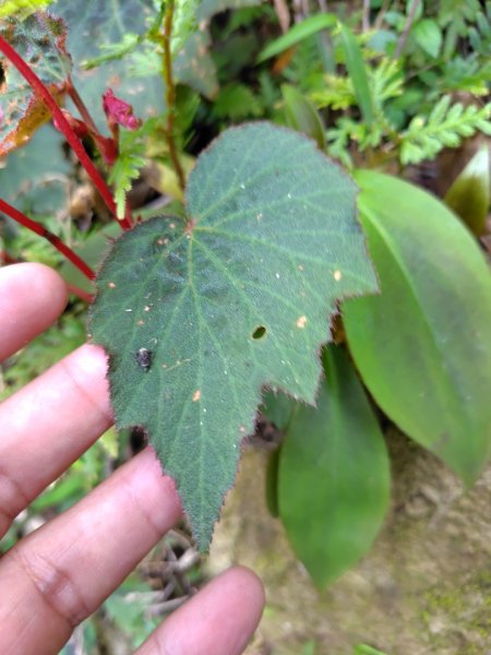 九芎頭步道-雲頂步道-二延平步道-二延平山-茶霧之道2773825