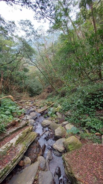 111/03/12東滿步道(東眼山進、滿月圓出)1643969