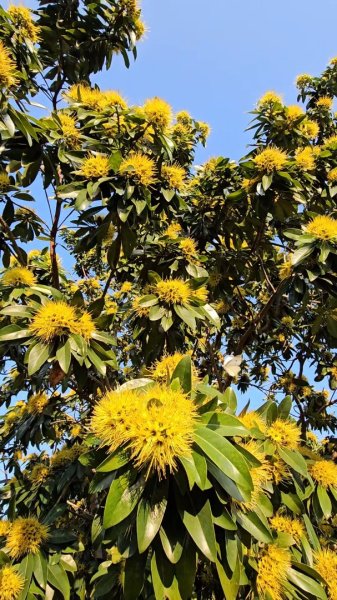 20251216太平山石門山小粗坑山O型+蕃薯藤TINA廚房2972655