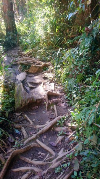 金柑樹山、金柑樹山西北峰、嶺頭山東峰、嶺頭山4山連走1606923