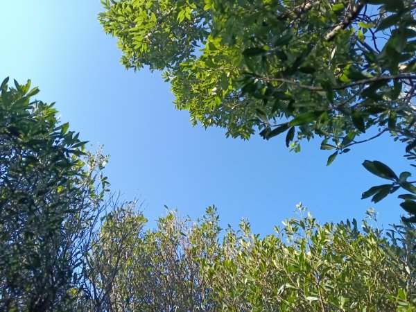 基隆市界寮縱走之七分寮山+友蚋山+印地安頭像+七汐農路O型2967948