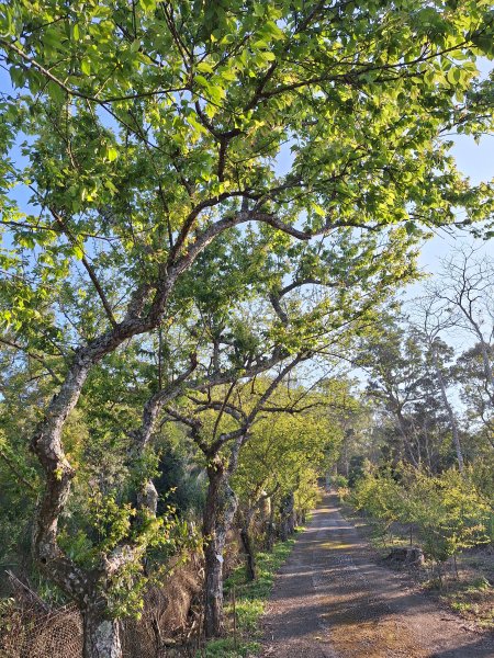 八角崠山+協雲宮櫻花步道202502152712847
