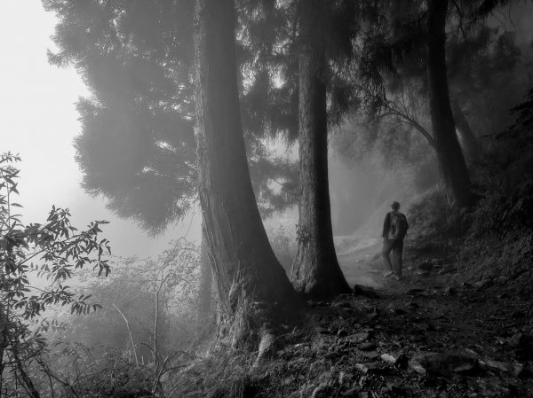 【新竹】觀霧迷幻森林：檜山巨木群步道1111878