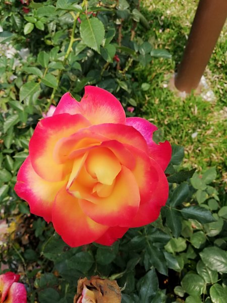 台中花博~豐原葫蘆墩園區550835