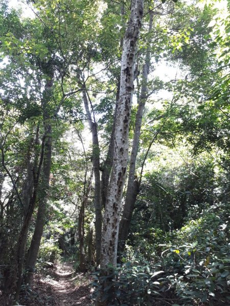 彰化芬園挑水古道碧山古道20190630620222