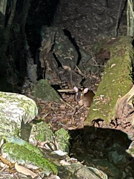 楠梓仙溪上南玉山1373087