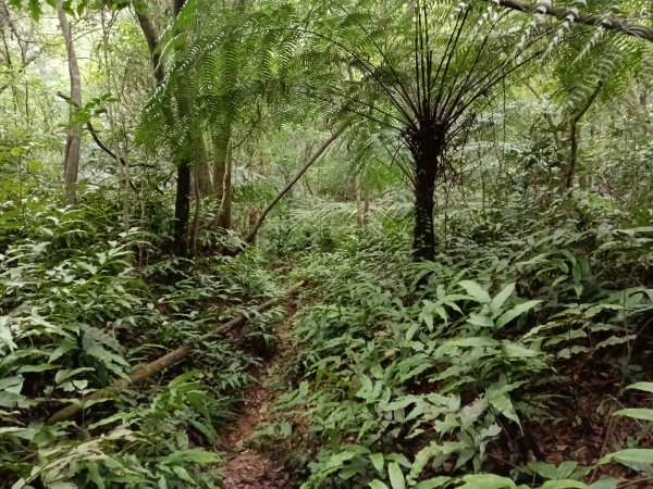 基隆市三層山+湳子大崙+淡基橫斷古道+面桶寮土地公2982274