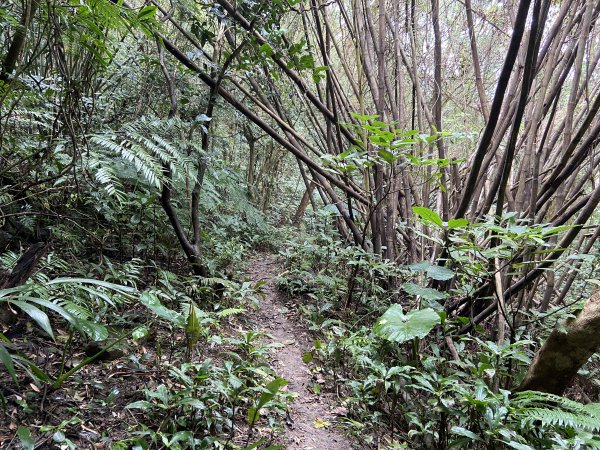 20231230新北八里觀音山O型縱走 - 鷹仔尖 -> 占山 -> 觀音山 -> 牛港稜山2406619