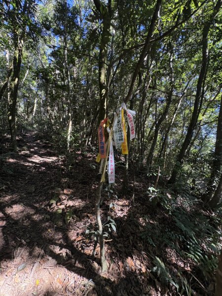 20251116鳴海山、網子山登山步道2938365